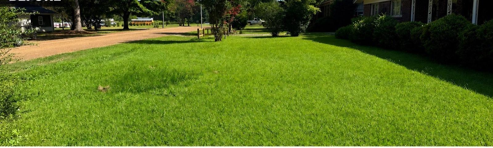 Overgrown residential lawn before mowing